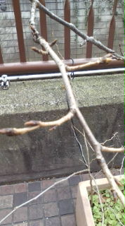20100304114338.jpg