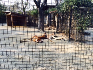 カンガルー.jpg