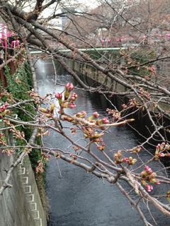気象庁発表2014桜開花.JPG