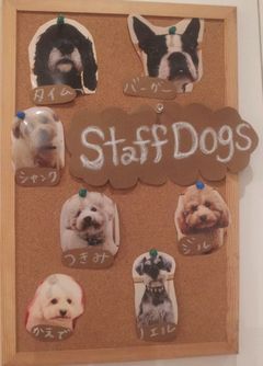 br dog.jpg