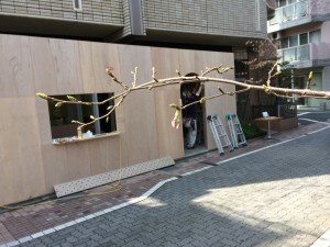 中目黒　美容院の桜