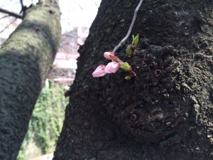 中目黒の美容室kisaiTOKYO