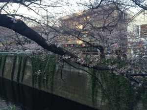IMG_0085