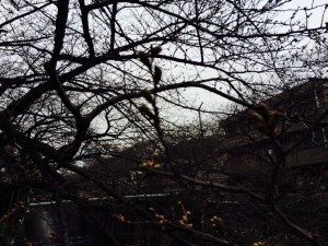 中目黒の目黒川沿いの桜と「美容院