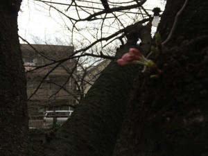 中目黒　サクラ開花情報