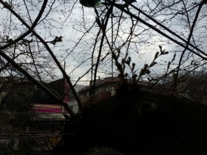2015　桜開花　中目黒
