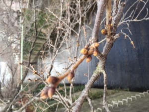 IMG_3179