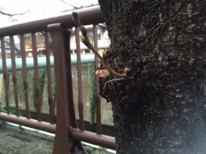 IMG_3201