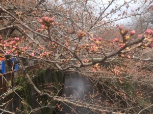 IMG_3241