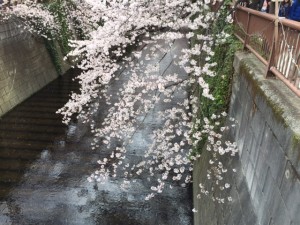 IMG_3293